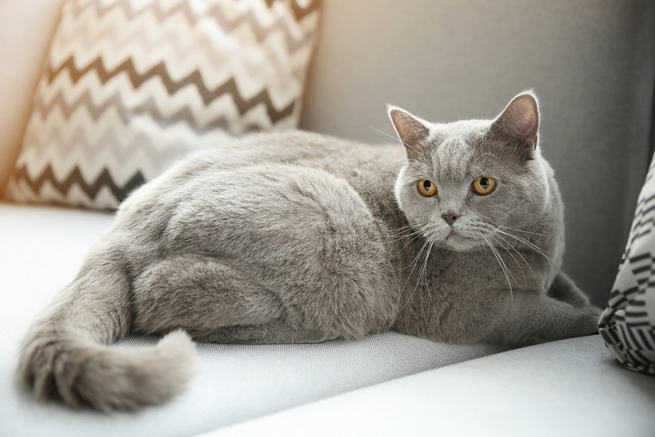 8 Best Apartment Pets for Small Apartments